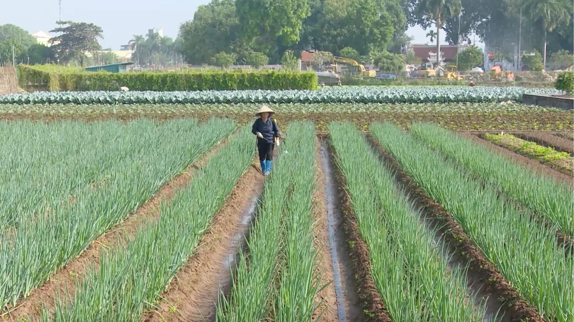 Phát triển các vùng rau an toàn ở Hà Nội | Chuyện ở ngoại thành | 06/12/2025